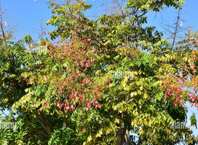 Chinese Flame Trees