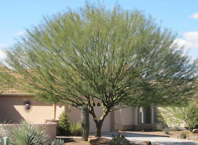 Desert Museum Palo Verde