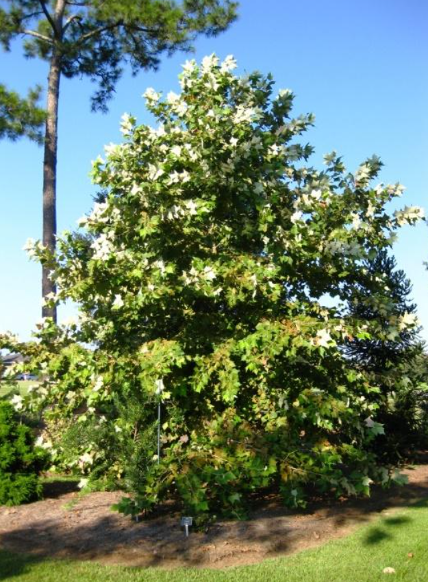 Mexican Sycamore