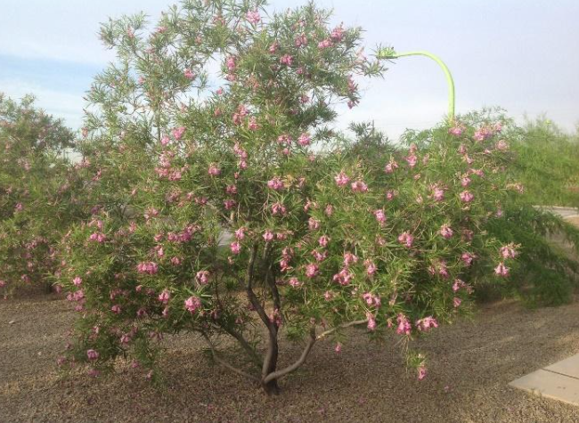 Desert Willow